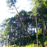 林業との密接な関わり